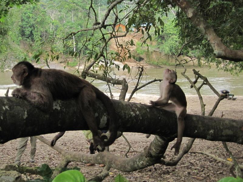 Grand Selva Lodge & Tours Tena Esterno foto