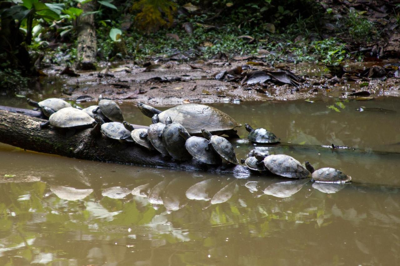 Grand Selva Lodge & Tours Tena Esterno foto