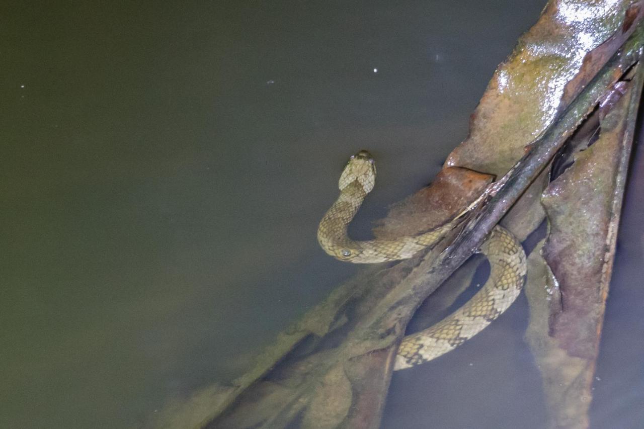 Grand Selva Lodge & Tours Tena Esterno foto