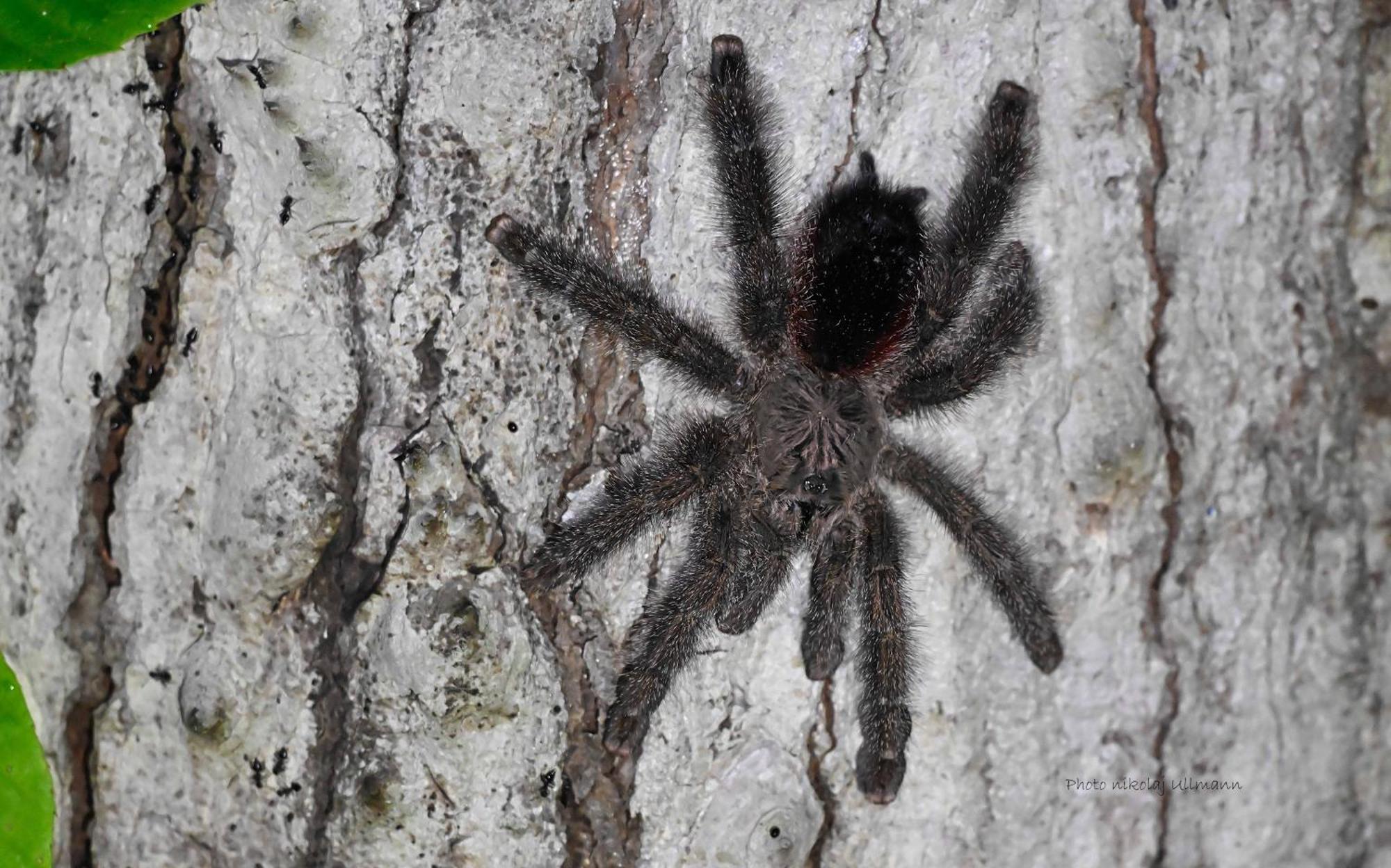 Grand Selva Lodge & Tours Tena Esterno foto