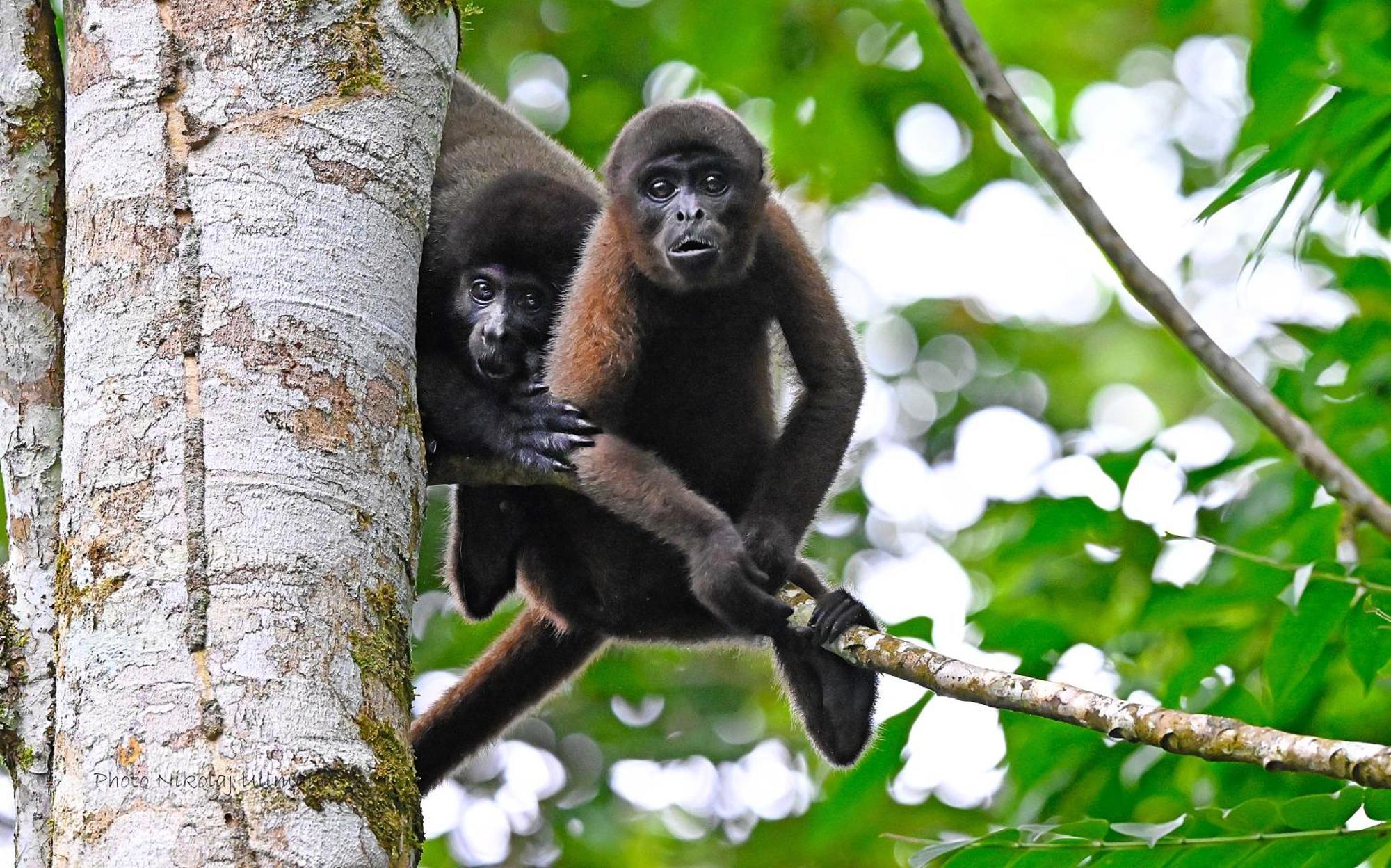 Grand Selva Lodge & Tours Tena Esterno foto
