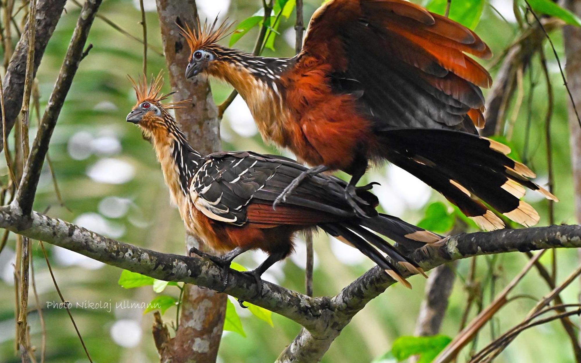 Grand Selva Lodge & Tours Tena Esterno foto